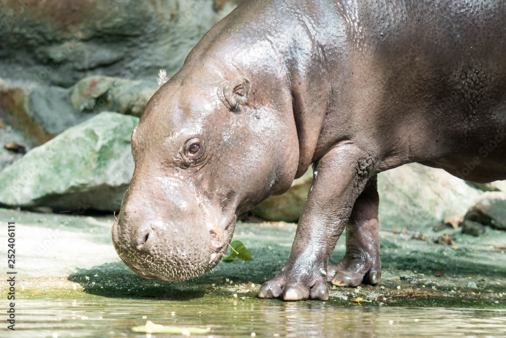 Hippopotamus or hippo while looking for food Hippopotamus or hippo while looking for food
