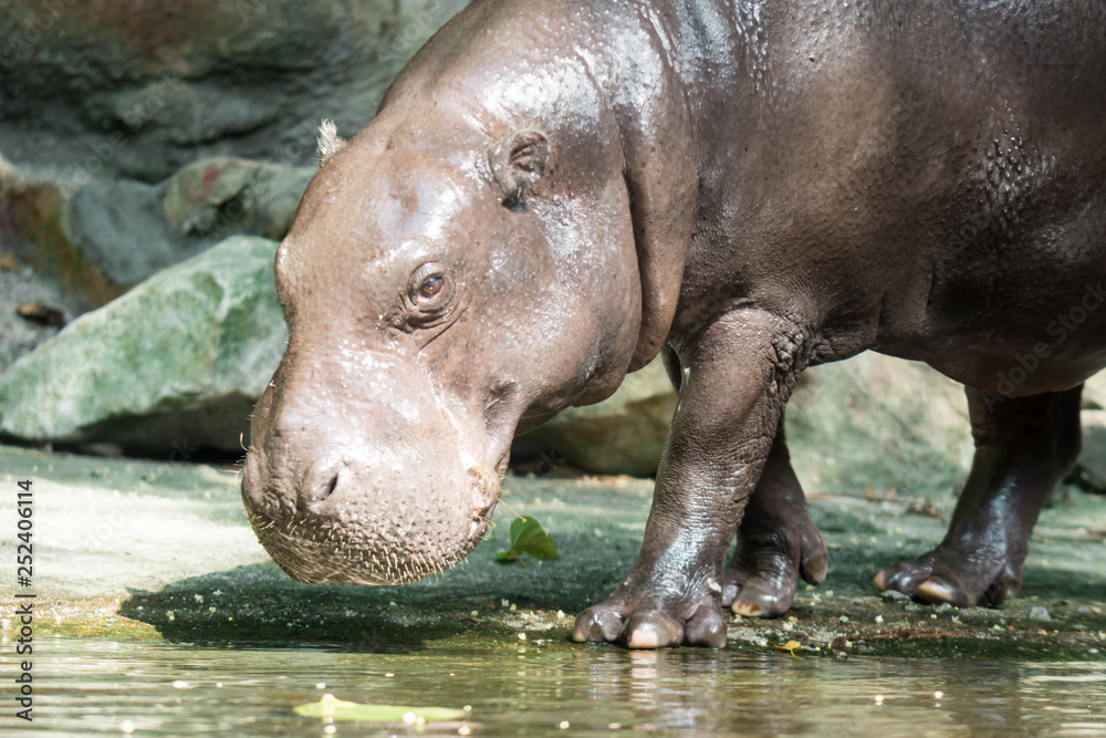 Fototapeta premium Hippopotamus or hippo while looking for food