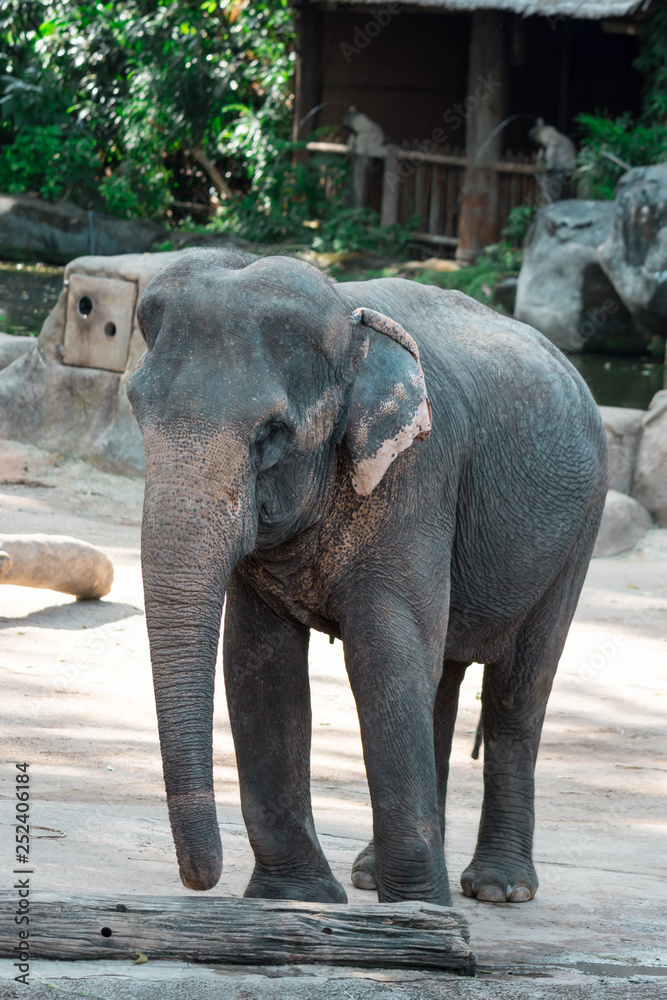 Fototapeta premium Asian elephant or Asiatic elephant in a zoo in Singapore