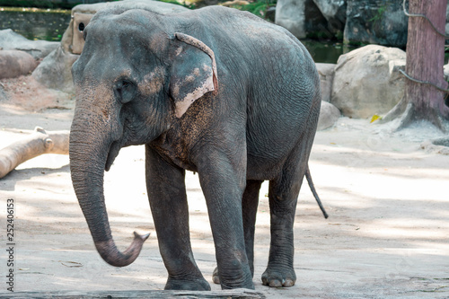 Asian elephant or Asiatic elephant in a zoo in Singapore