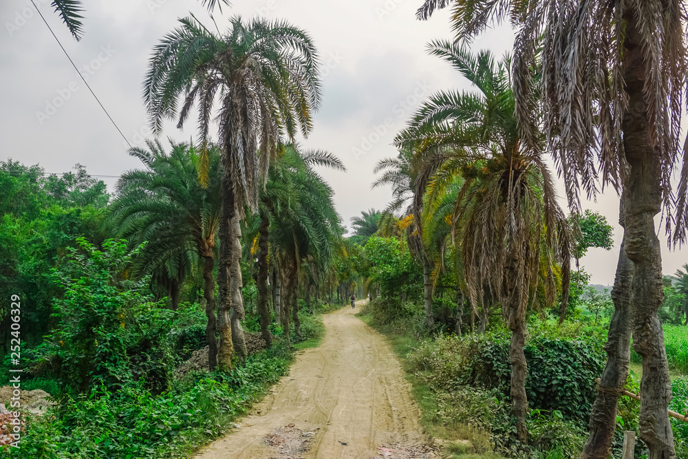 Beautiful palm path in Mayapur, India Beautiful palm path in Mayapur, India
