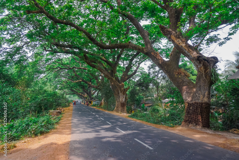 Road among huge trees in the village of Mayapur, India Road among huge trees in the village of Mayapur, India