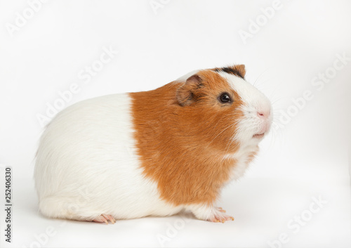 guinea-pig on the light background