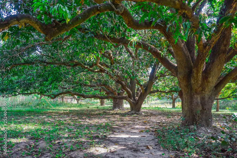 Mango forest in the village of Mayapur, India Mango forest in the village of Mayapur, India
