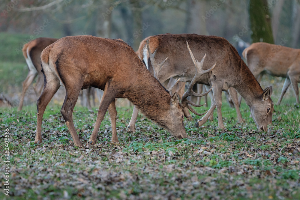 Rothirsch Herde im Herbst (Cervus elaphus) Rothirsch Herde im Herbst (Cervus elaphus)