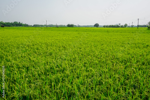 Large green rice field in the village of Mayapur, India