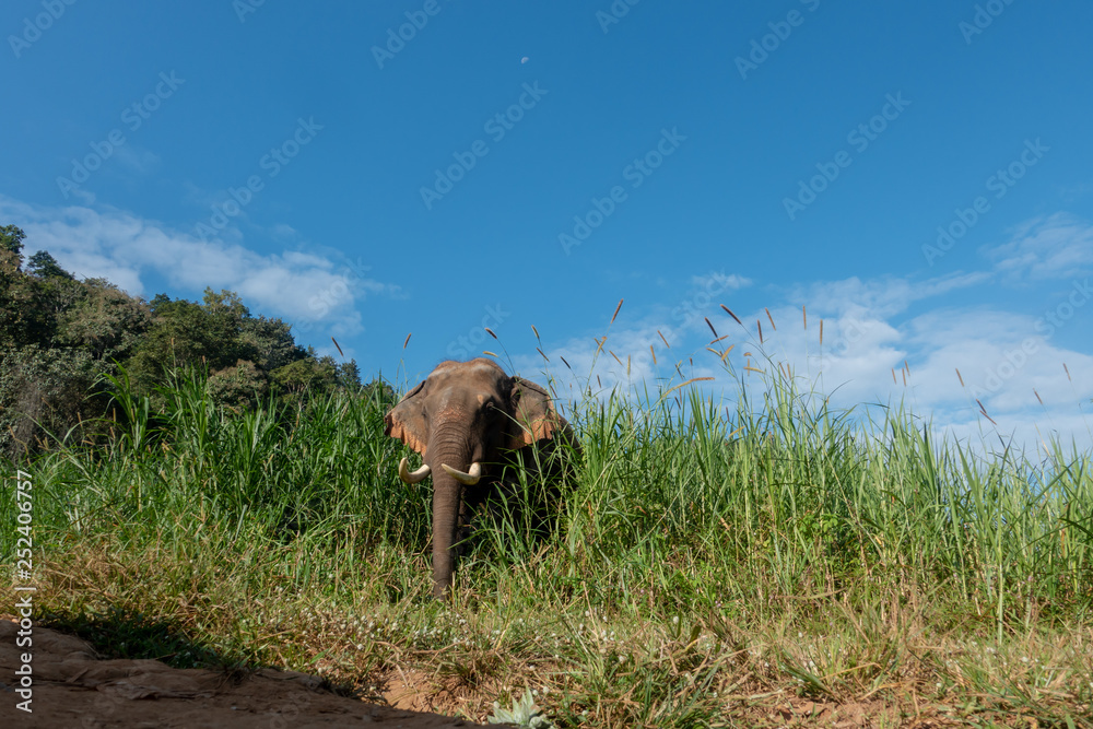 Fototapeta premium Asiatic or asian elephant in farm with blue sky background.