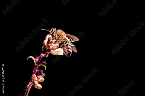 Honey bee waiting on flower because of climate change problems. The insect is sitting and collecting on a blossom at the left side of the picture. Colorful, isolated on black with copyspace