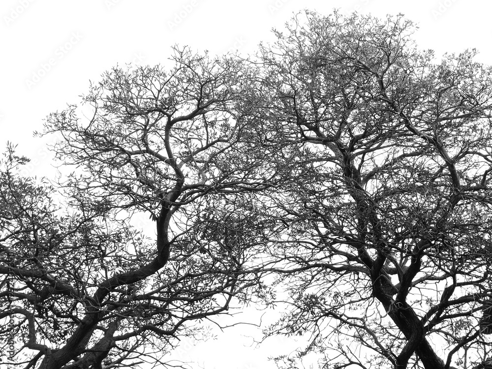 Silhouette tree Silhouette tree