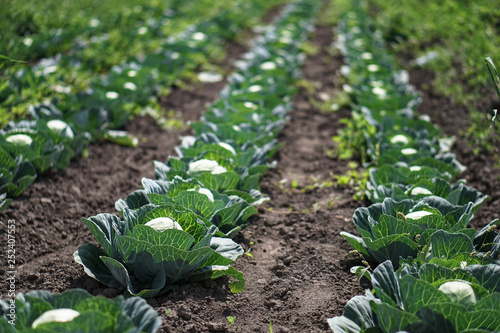 Cabbage in the garden of the farmer. Field with vegetarian plants in summer. Stock background, photo