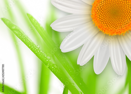 Flowers background, white s...