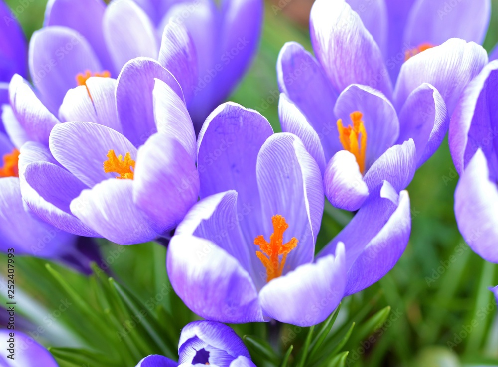 crocus in spring