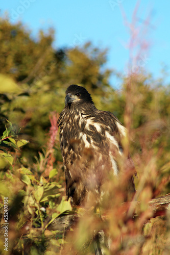 Sea Eagle