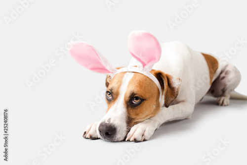 Dog wearing Easter Bunny Ears © MeganBetteridge
