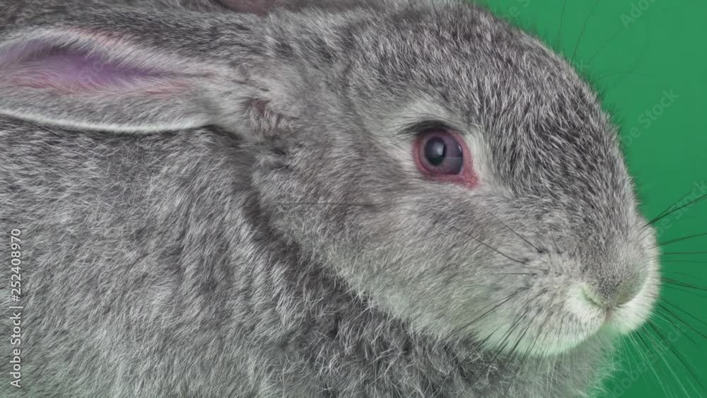 Gray rabbit on green background Gray rabbit on green background