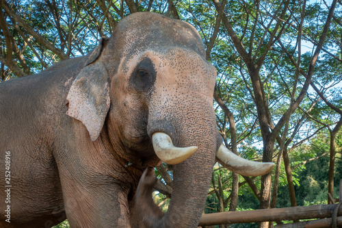 Asiatic or asian elephant in farm.