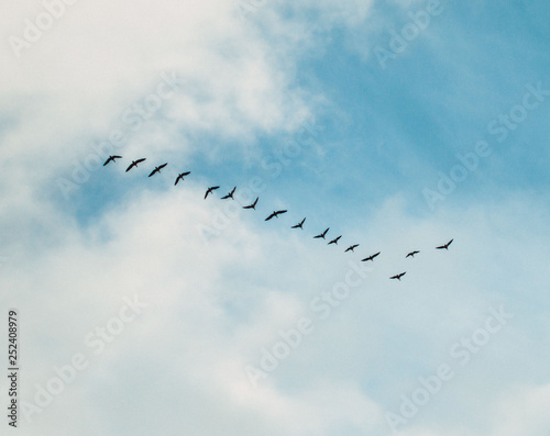 birds fly in the sky