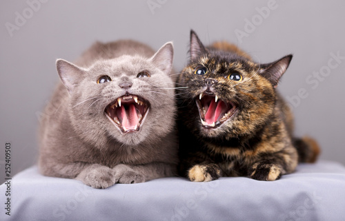 Portrait of two cats when they hiss in a rage are in an aggressive state photo