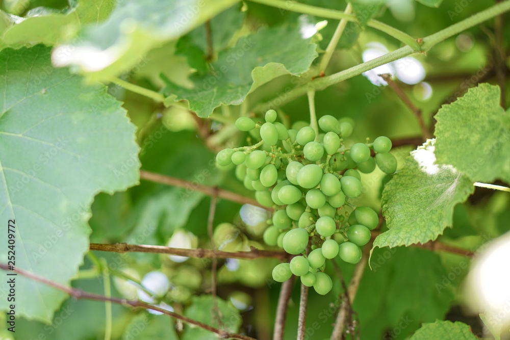 Grapes on the vine. Immature fruit in summer..Green vegetarian temma. Stock background, photo