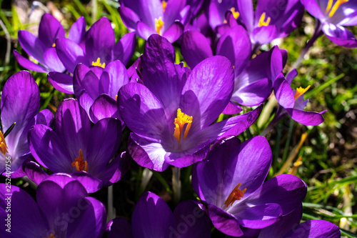 Close-up on deep purple crocus flowers