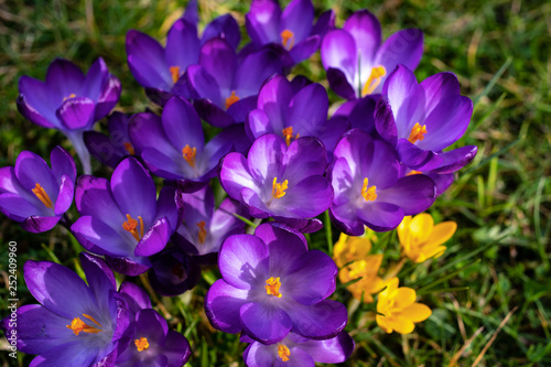 Bunch of purple crocus flowers stained with some little yellow flowers