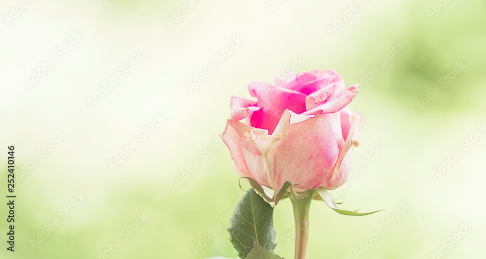Einzelne Rose, Hintergrund zum Beschreiben Einzelne Rose, Hintergrund zum Beschreiben