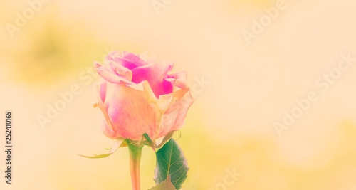 Einzelne Rose, Hintergrund zum Beschreiben