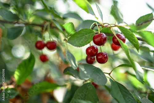 Ripe cherries on the tree in summer. Juicy natural fruits and berries in the garden. Stock background, photo