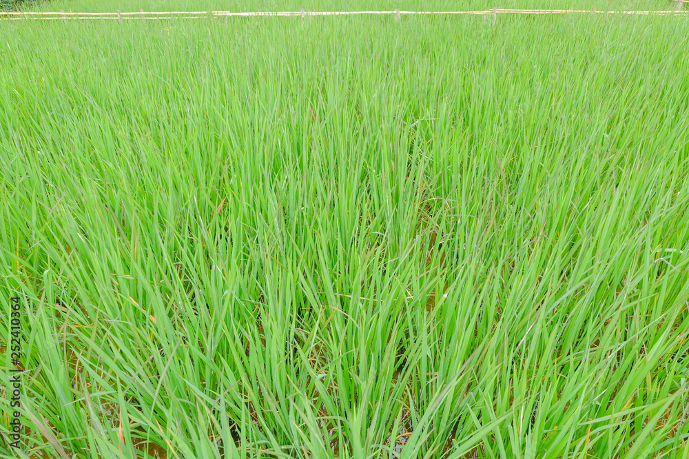 Obraz premium Green rice leaf background
