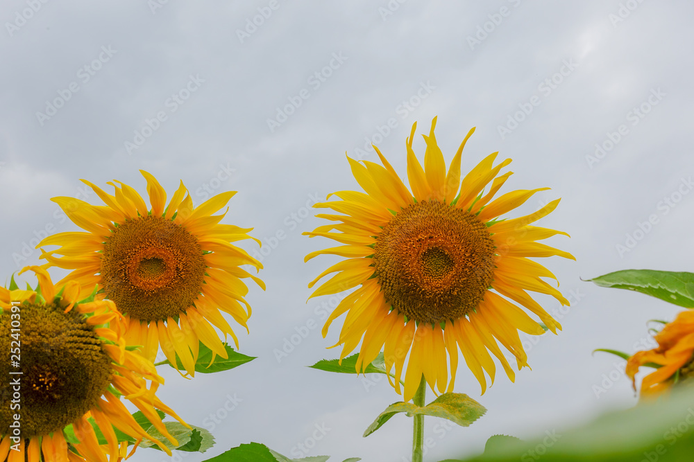 Obraz premium Sunflower in farm