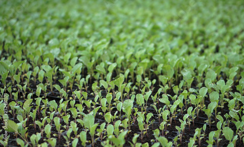 Selective Close-up of green seedling. Green salad growing from seed Farm garden in a greenhouse with watering plants. Stock background, photo