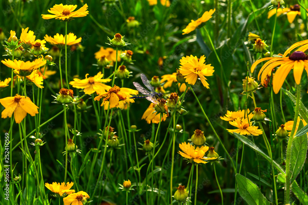 Obraz premium Wild flowers blossom in the park in summer
