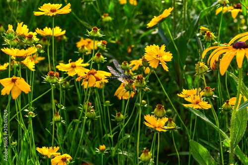 Wild flowers blossom in the park in summer