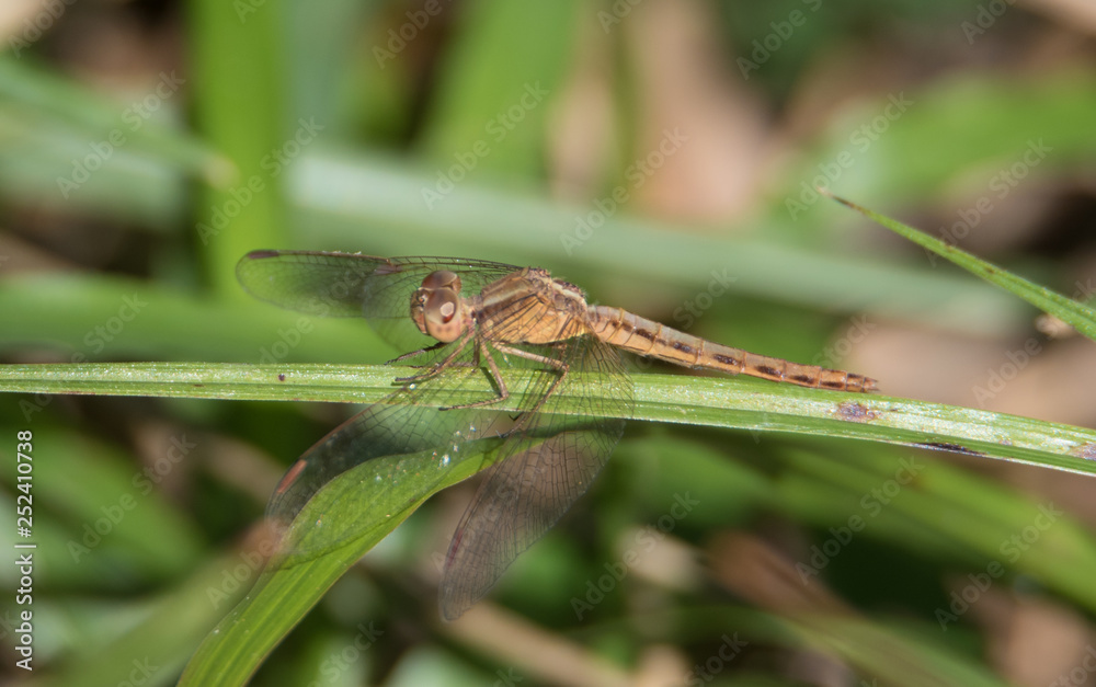 Paddyfield Parasol dragonfly photographed in Manas National Park, India Paddyfield Parasol dragonfly photographed in Manas National Park, India