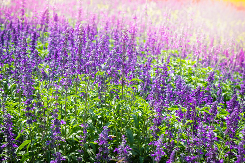 Beautiful Blooming Purple Salvia (Blue sage) flower field in outdoor garden.Blue Salvia is herbal plant in the mint family. - Image