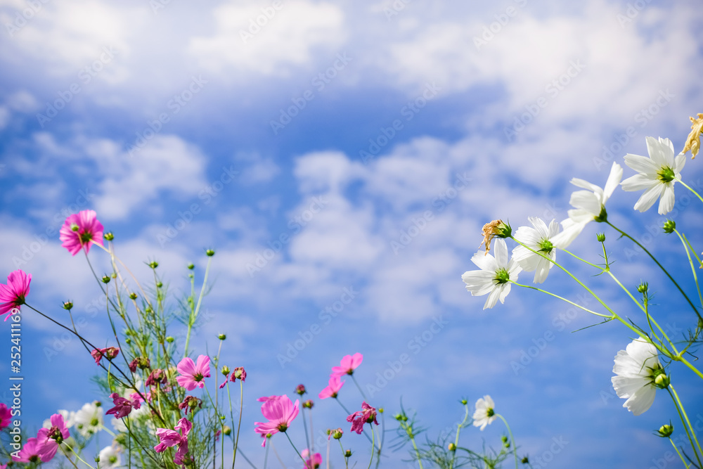 Pink cosmos flowers with in natural Cosmos field. Freshness and background concept. Pink cosmos flowers with in natural Cosmos field. Freshness and background concept.