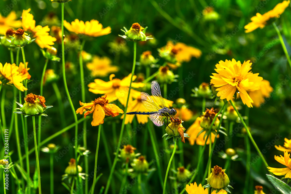 Fototapeta premium Wild flowers blossom in the park in summer