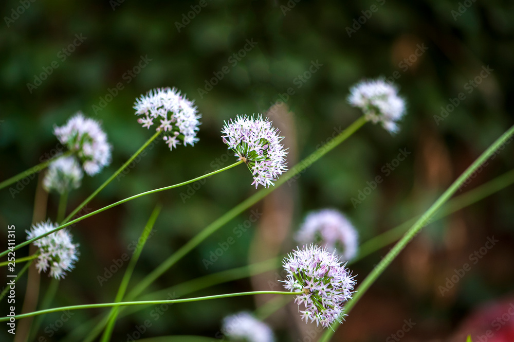 Wild flowers blossom in the park in summer Wild flowers blossom in the park in summer