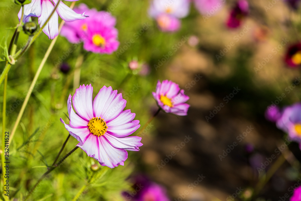 Wild flowers blossom in the park in summer Wild flowers blossom in the park in summer