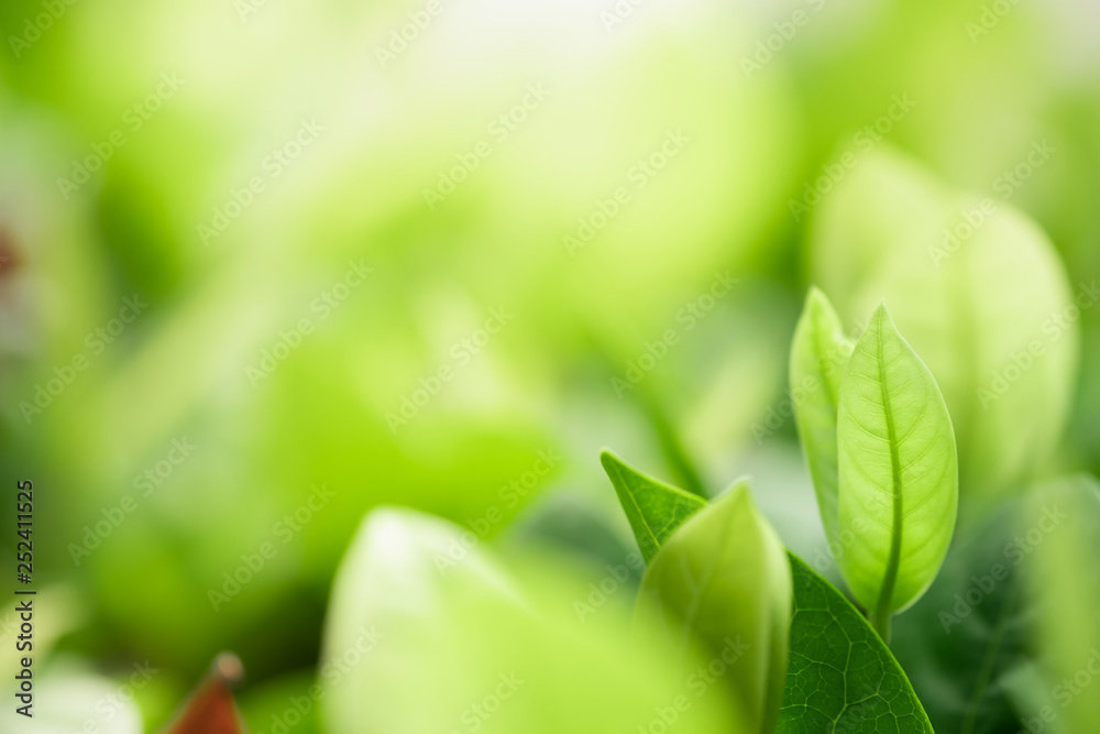 Close up beautiful view of nature green leaves on blurred greenery tree background with sunlight in public garden park. It is landscape ecology and copy space for wallpaper and backdrop. Close up beautiful view of nature green leaves on blurred greenery tree background with sunlight in public garden park. It is landscape ecology and copy space for wallpaper and backdrop.