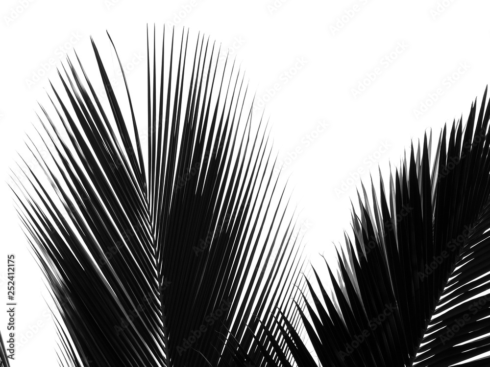 Obraz premium beautiful palms leaf on white background