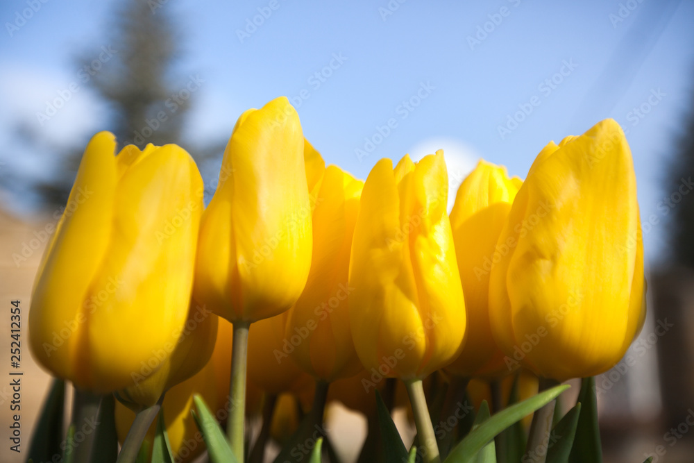 Obraz premium Yellow spring tulip flower
