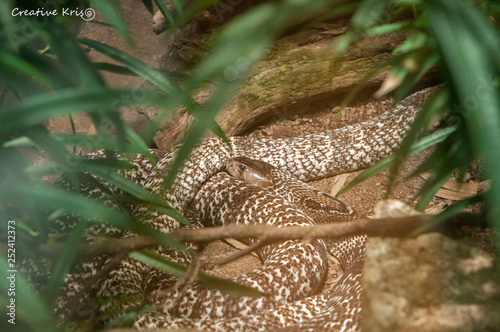 Indian cobra