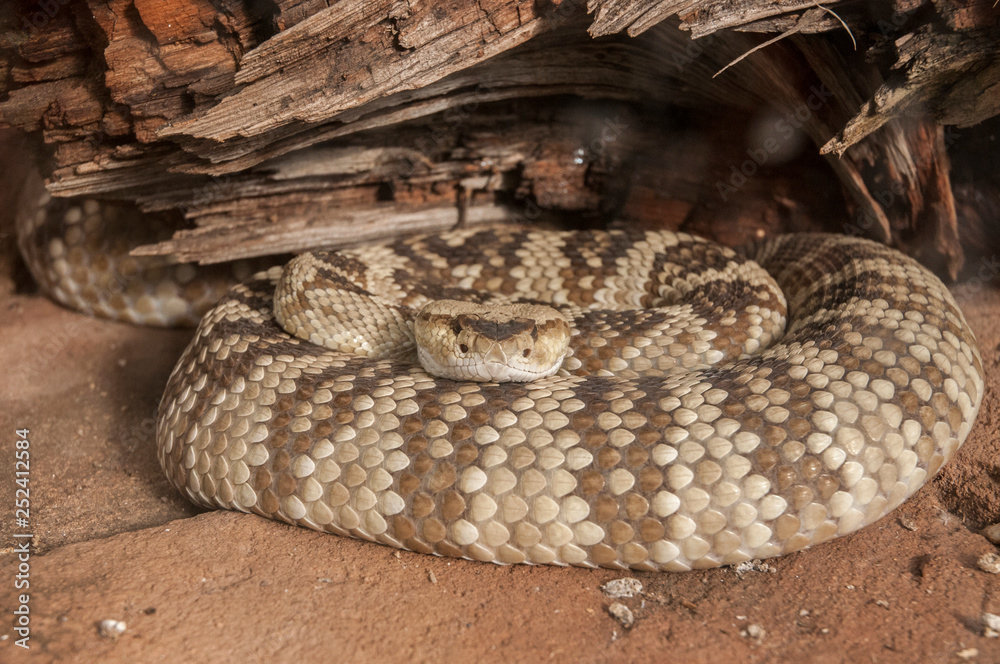 Obraz premium black-tailed rattlesnake