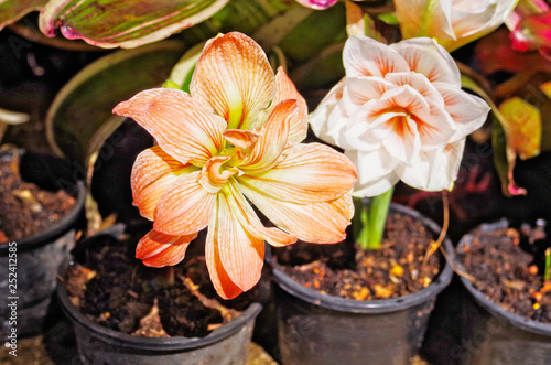 Close up of beautiful blooming colorful amaryllis Zombie (Amaryllis sonata) is hybrid double-flower amaryllis in flowerpot which is bulbous plant use as ornamental flowering plant in garden and park.