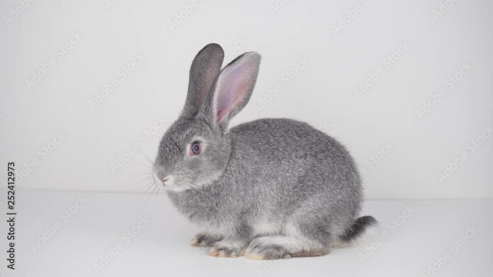 Gray rabbit on a white background isolated Gray rabbit on a white background isolated