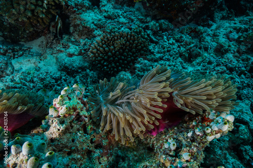 Anemone Coral and fish at the Maldives