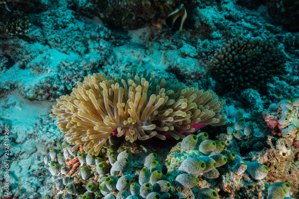 Anemone Coral and fish at the Maldives