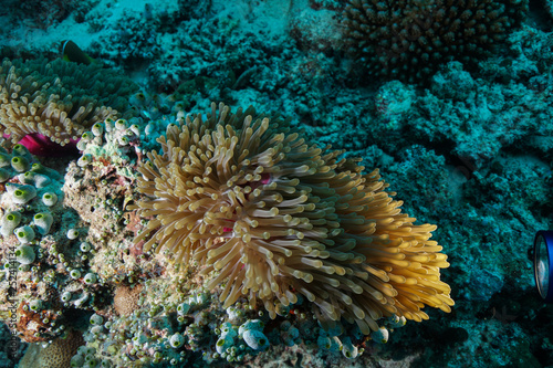 Anemone Coral and fish at the Maldives
