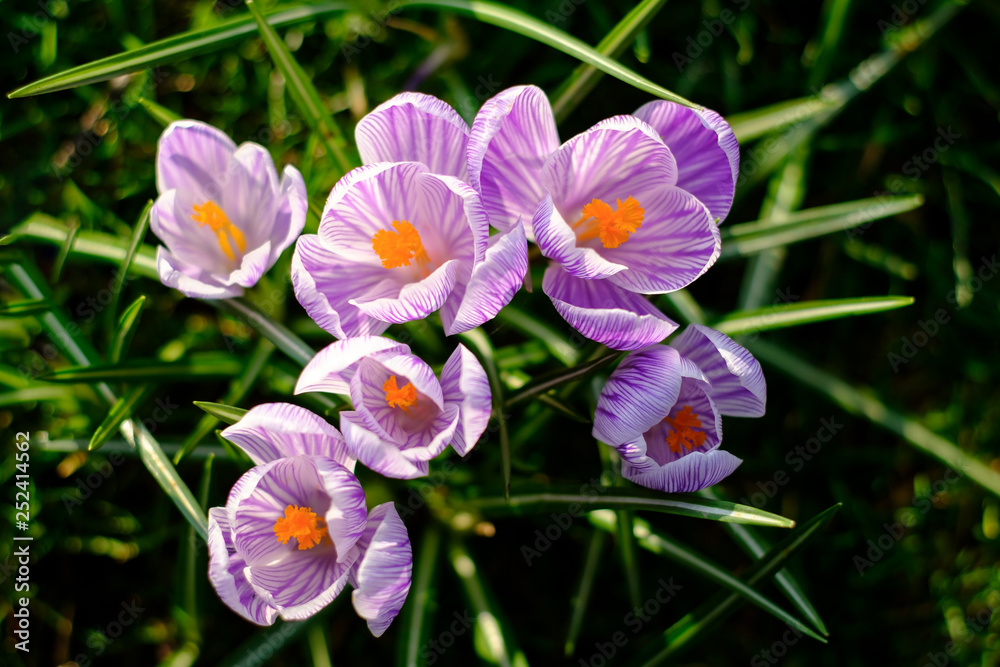 Violet spring crocuses meadow Violet spring crocuses meadow